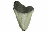 Bargain, Fossil Megalodon Tooth - Serrated Blade #190904-1